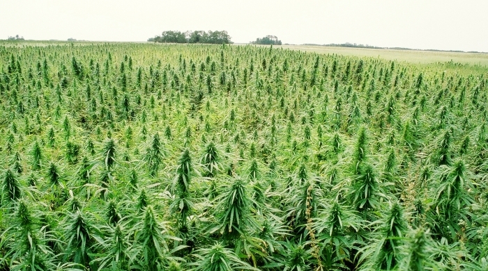 How Acquire The Best Online Marijuana Seedbank