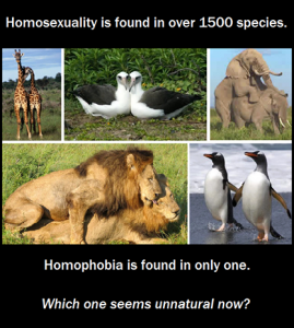 homo species