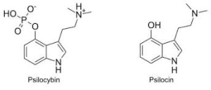 psilocybin & psilocyin molecules