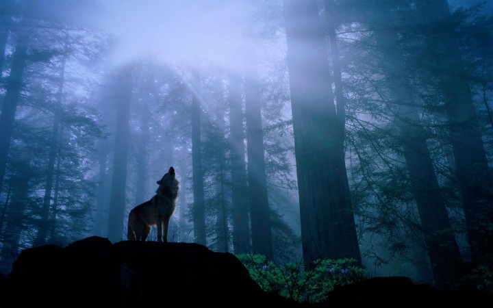 A Walk Through the Wolf Woods