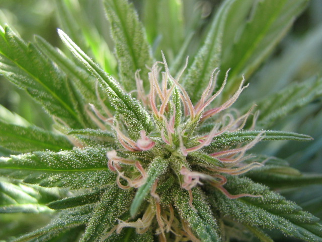Cannabis: The Healing Herb