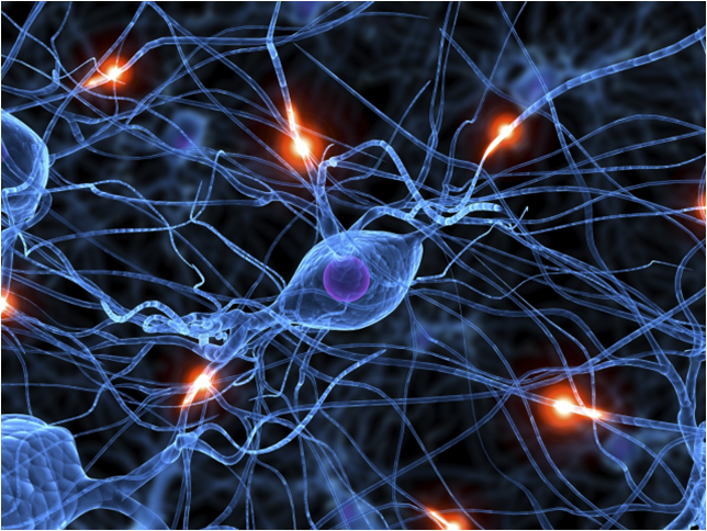 Feed Your Head: Harnessing Neurogenesis | Taboo Jive